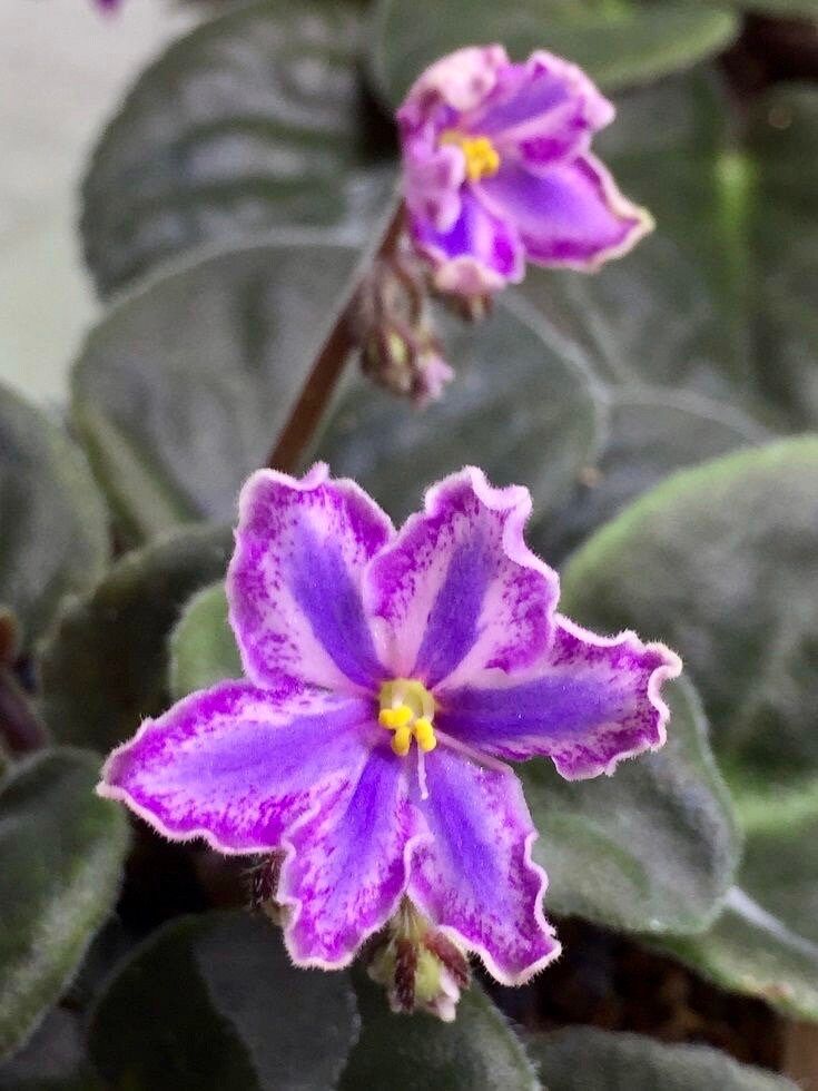 Mixed Miniature Variegated African Violet Seeds ~ Indoor Plant ~ House Plants ~ Christmas Presents ~ Holiday Gifts ~ Stocking Stuffers