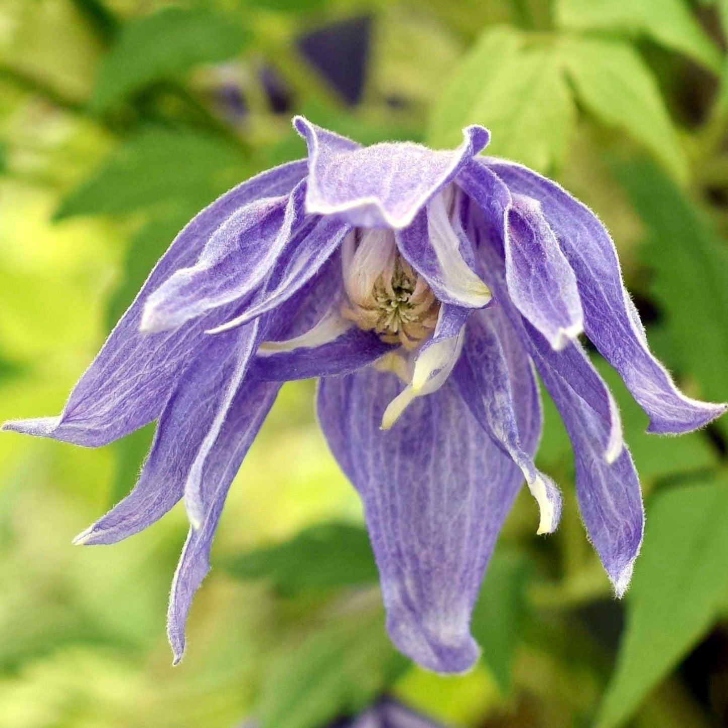 Mixed Clematis Double Large Flower Seeds ~ Macropetala ~  Fragrance Flowers ~ Garden ~ Grow Your Own ~ Spring Flowers ~ Instead of Flowers