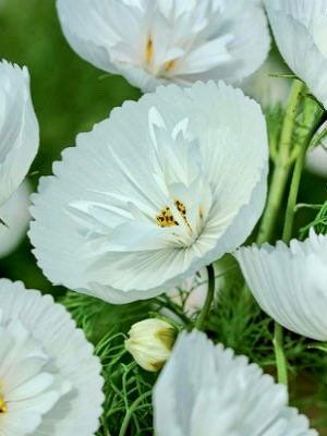 Cosmos Cupcake White Seeds ~ Cosmos ~ Cool Flowers ~ Grow Your Own ~ Butterflies ~ Bees ~ Annual ~ Summer ~ Spring ~ Bouquets