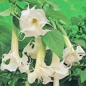 Double Yellow Angel’s Trumpet Seeds ~ Devil’s Trumpet ~ Datura Metel ~ Fresh Seeds ~ Blooms ~ Flowers ~ Instead of Flowers ~ Hummingbirds