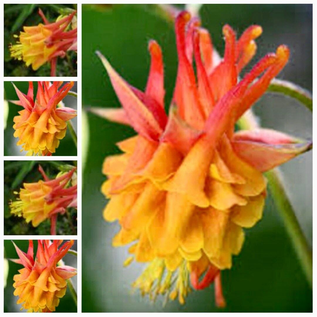 Double Yellow and Orange Columbine Seeds ~ Flower ~ Perennial Flowers ~ Blooms ~ Grow Your Own ~ Spring Flowers ~ Spring