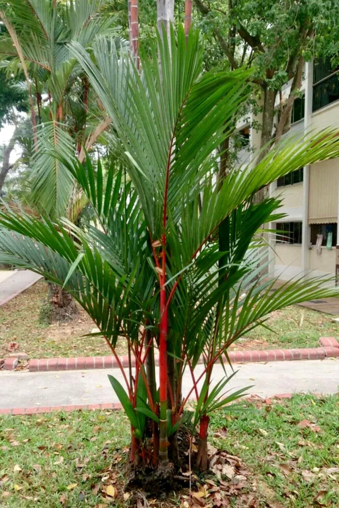 Red Lipstick Palm Tree Seeds ~ Cyrtostachys Renda ~ Fountain ~ Privacy Climbing ~ Gardening ~ Spring