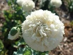 Cream Peony Poppies ~ Papaver Paeoniflorum  ~ Cool Flowers ~ Rare ~ Heirloom