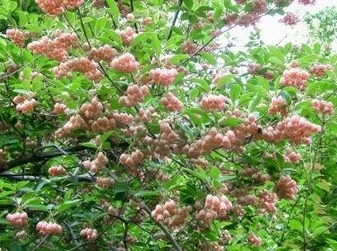 Japanese Furin Seeds ~ Tsutsuji Enkianthus Campanulatus ~ Bell ~ Grow Your Own ~ Spring ~ Houseplants ~ Gift Ideas ~ Beautiful Flowers