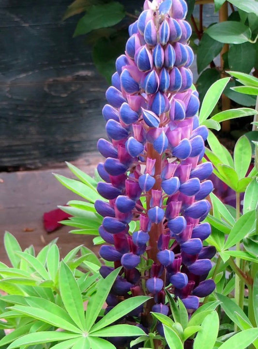 Lupine Perennis Seeds ~ Wild Lupine ~ Heirloom Seeds