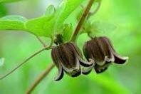 Clematis Fusca Seeds ~ Plants ~ Garden ~ Grow Your Own ~ Spring Flowers ~ Instead of Flowers