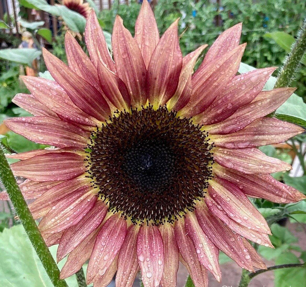 Garnet Star Sunflower Seeds ~ Pretty Flowers ~ Garden ~ Fall ~ Heirloom Seeds ~ Autumn