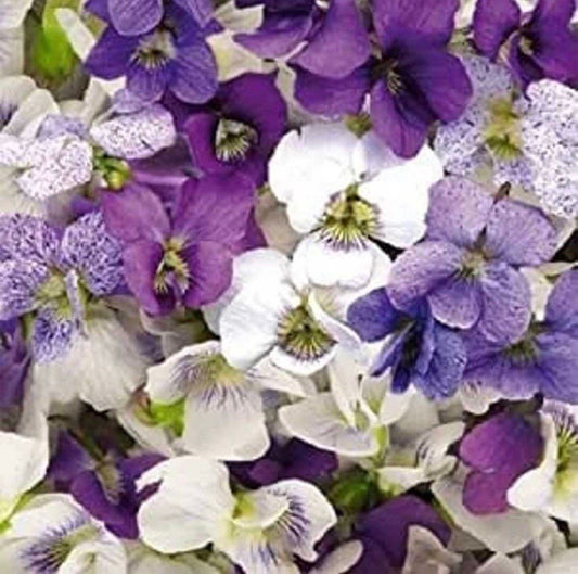 Viola Sororia Sorority Sisters Seeds ~ Flowers ~ Bouquet ~ Garden ~ Easy Growing Flowers ~ Flower Garden ~ Fresh Cut Flowers