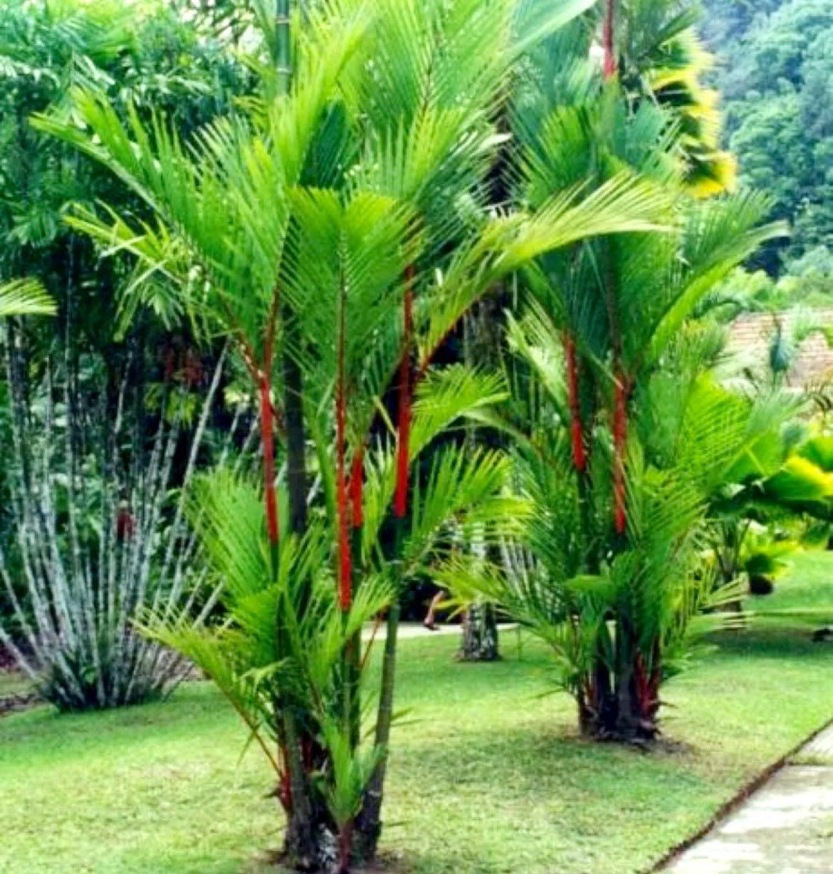 Red Lipstick Palm Tree Seeds ~ Cyrtostachys Renda ~ Fountain ~ Privacy Climbing ~ Gardening ~ Spring