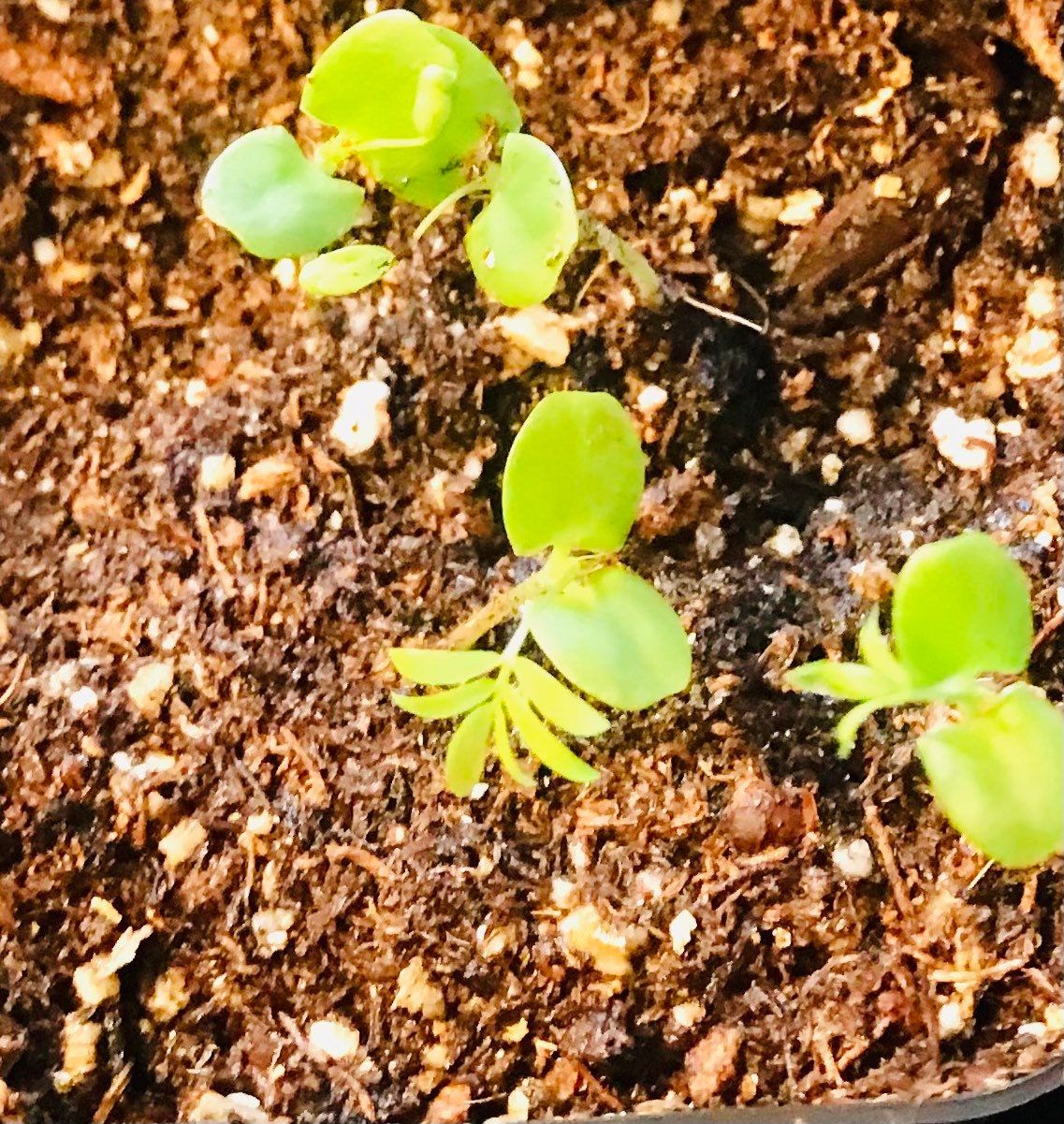 RARE~Newbie~Sensitive Plant~Mimosa Pudica Plant~Touch-Me-NOT Plant~Sleepy Plant~Shame Plant~Action Plant~Zombie Plant~Shy Lady Plant