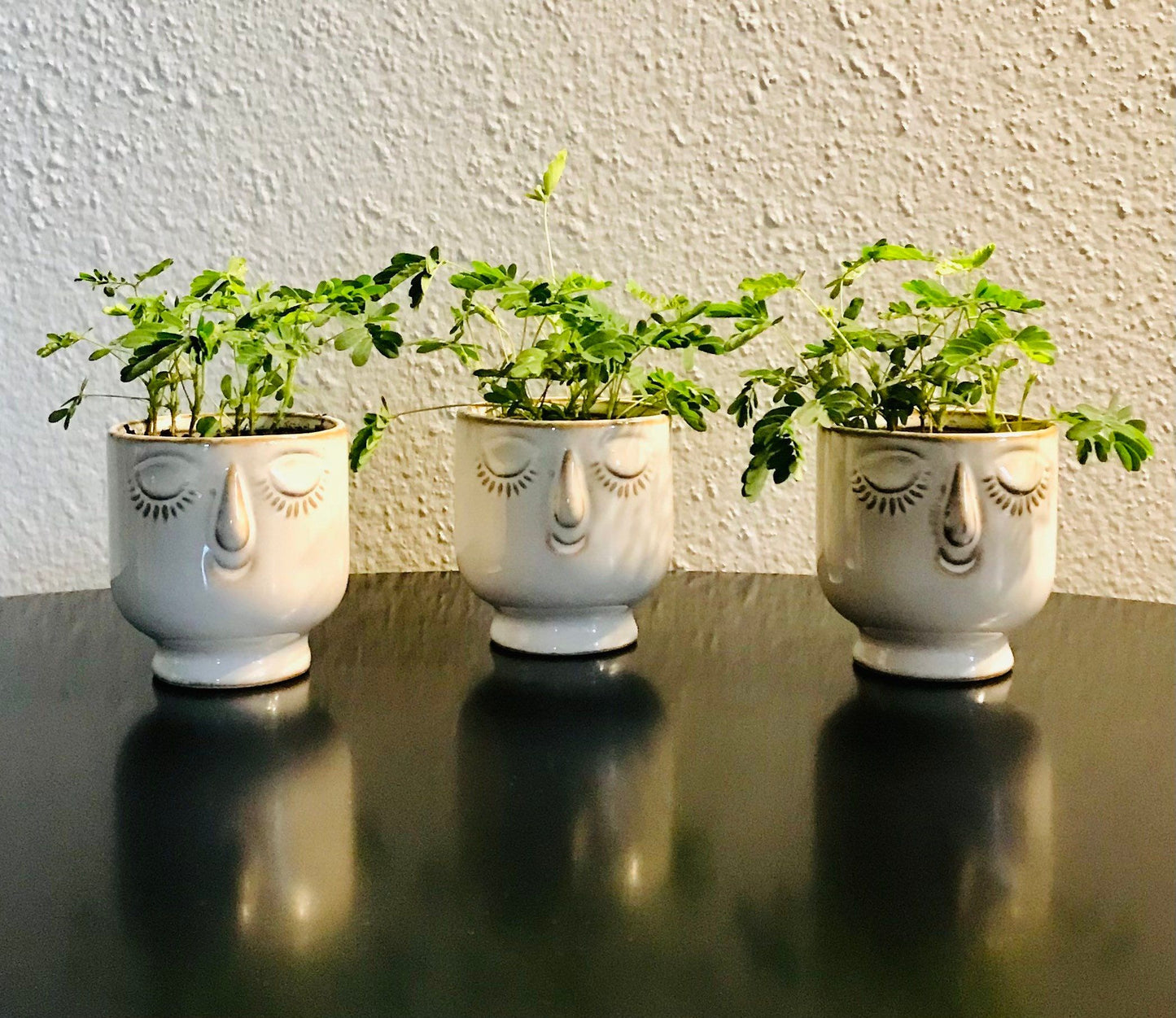 RARE Mimosa Pudica Plant~Touch-Me-NOT Baby Plant with Ceramic Face Pot~Sleepy Plant~Sensitive Plant~Shame Plant~Action Plant~Zombie Plant