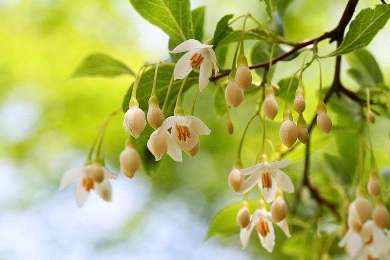 White Japanese Snowbell Seeds ~ Styrax Japonicus ~ Grow Your Own ~ Spring ~ Houseplants ~ Bonsai ~ Beautiful Flowers