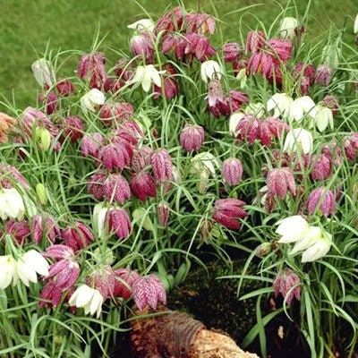 Checker Lily Seeds ~ Fritillaria Affinis Chocolate Mission Bells ~ Flowers ~ Neat Flowers ~ Spring Time ~ Gardens