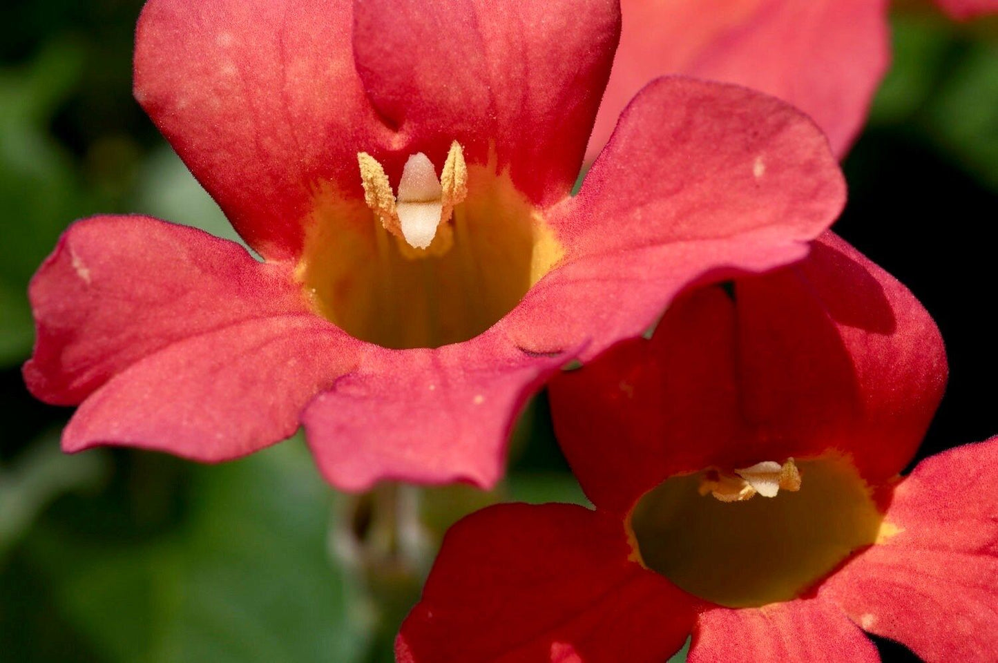 Red Devil’s Trumpet Vine Seeds ~ Trumpet Creeper ~ Campsis Radicans ~ Fresh Seeds ~ Blooms ~ Flowers ~ Instead of Flowers ~ Red