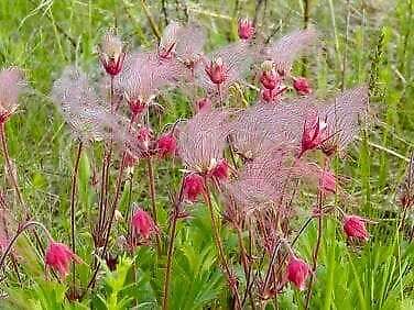 Wild Prairie Smoke Flower Seeds ~ Old Man's Beard ~ Geum Triflorum