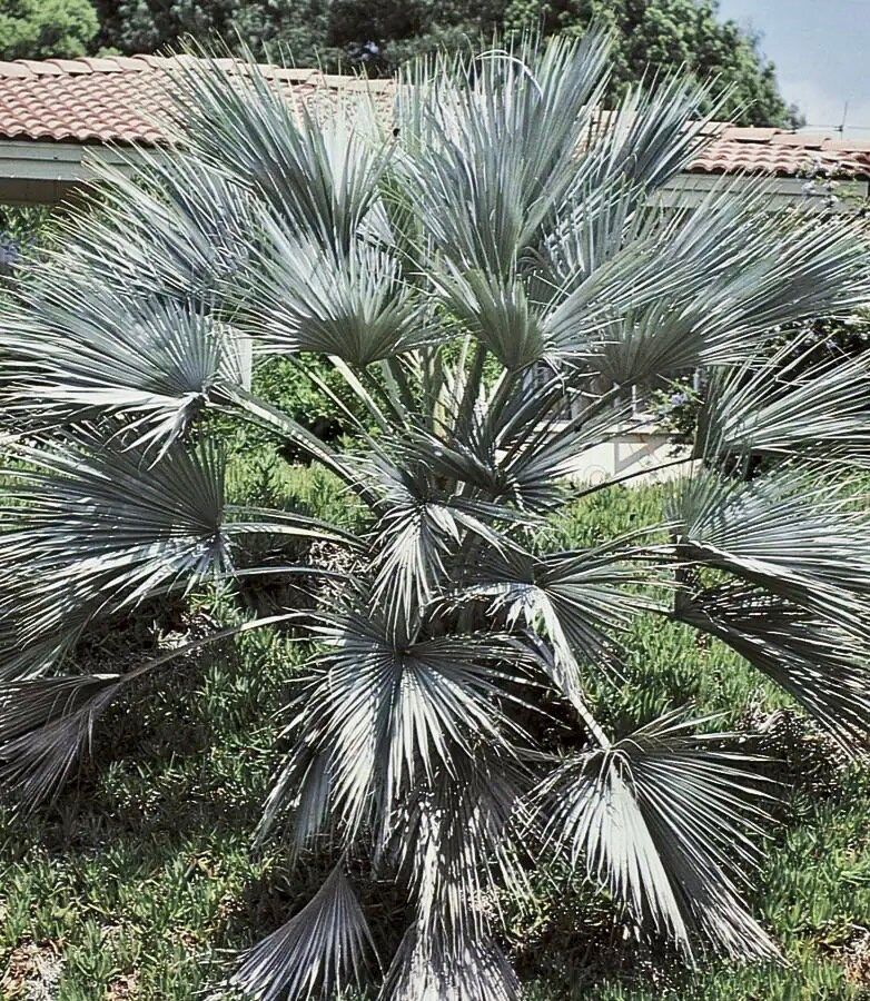 Mexican Blue Hesper Palm Tree Seeds ~ Brahea Armata ~ Mexican Blue Palm Tree ~ Grey Goddess Tropical ~ Exotic ~ Palm ~ Blue ~ Garden ~ Plams