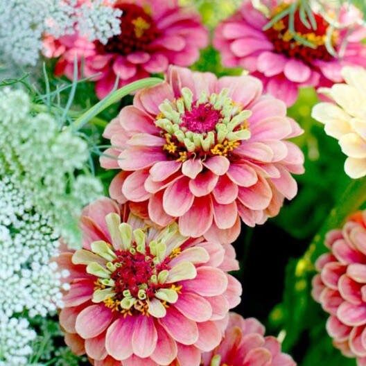 Zinnia “Queen Lime Blush” Seeds ~ Flower Seeds ~ Plants ~ Garden ~ Grow Your Own ~ Spring Flowers ~ Instead of Flowers ~ Flowers