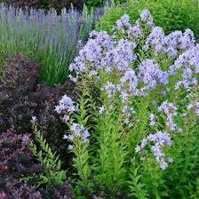 Campanula Lactiflora Seeds ~ ‘Prichard’s Variety’ ~ Milky Bellflower ~ Grow Your Own ~ Spring Flowers ~ Instead of Flowers ~ Flowers