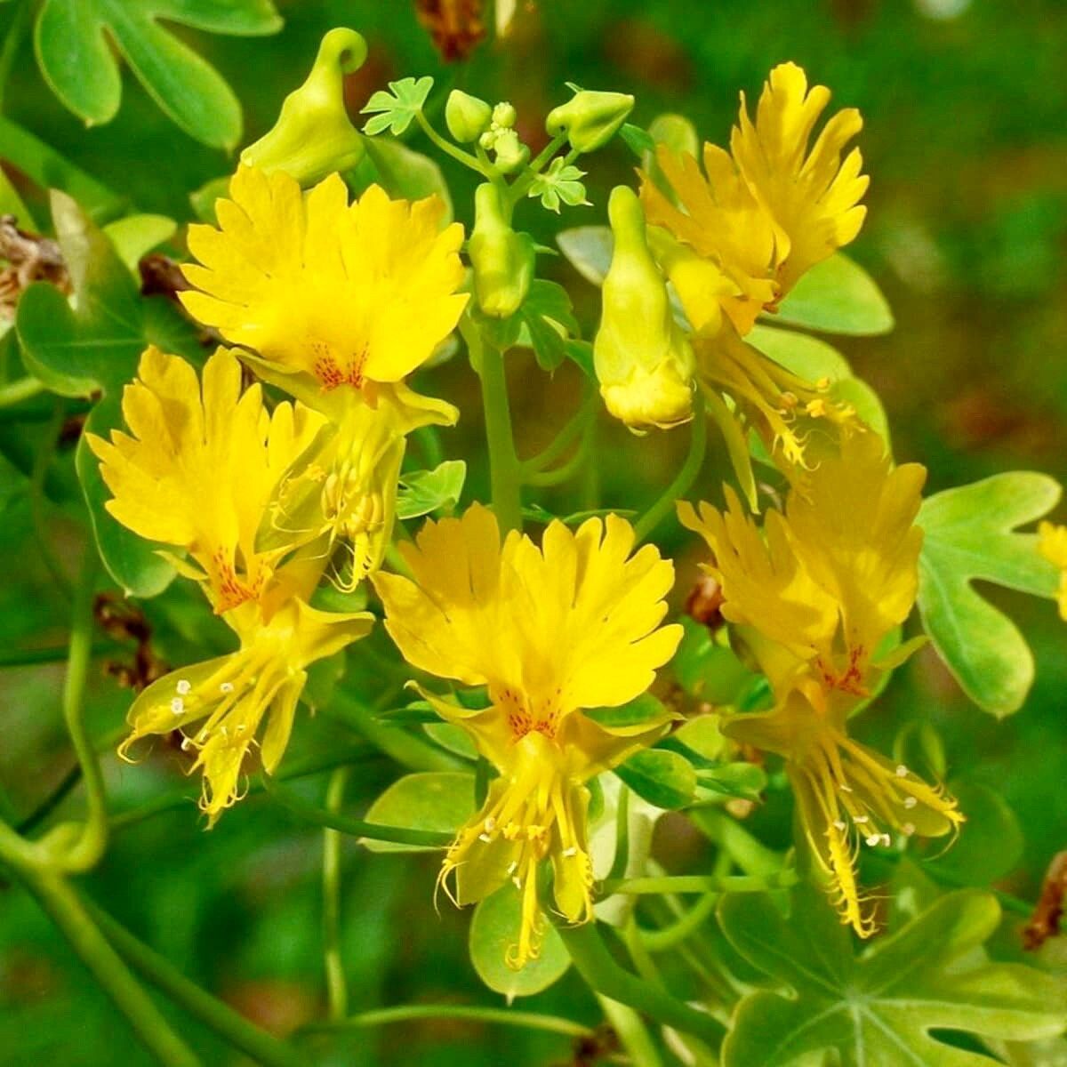 Yellow Canary Bird Vine Seeds ~ Tropaeolum Peregrinum ~ Canary Creeper ~ Canary Bird Flower ~ Edible Flowers ~ Bird Lovers ~ Exotic ~ Unique