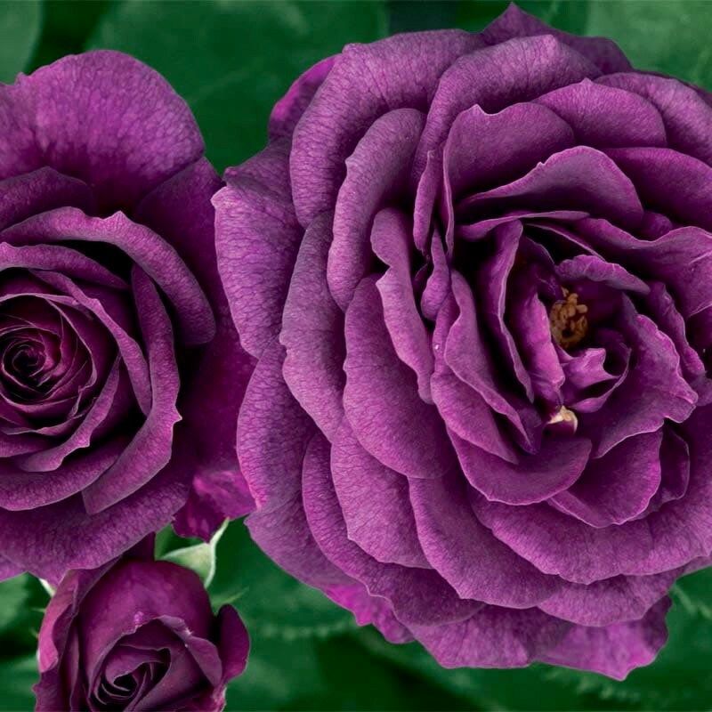 Dark Purple Rose Seeds ~ Flower Bush ~ Perennial Shrub Flowers ~ Roses ~ Fragrance ~ Bouquet ~ Wedding ~ Flowers