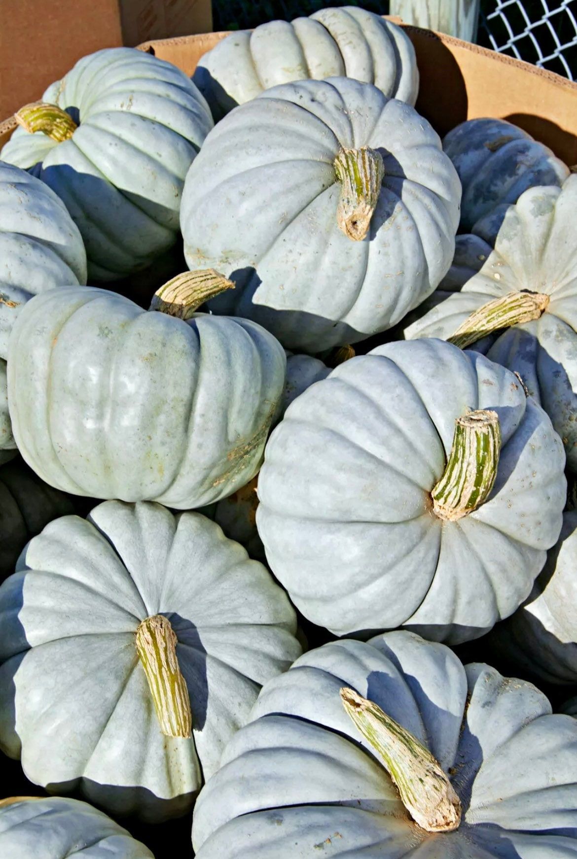 Jarrahdale Blue Pumpkin Seeds ~ Jarradale Queensland ~ Fairytales ~ Cinderella ~ Autumn