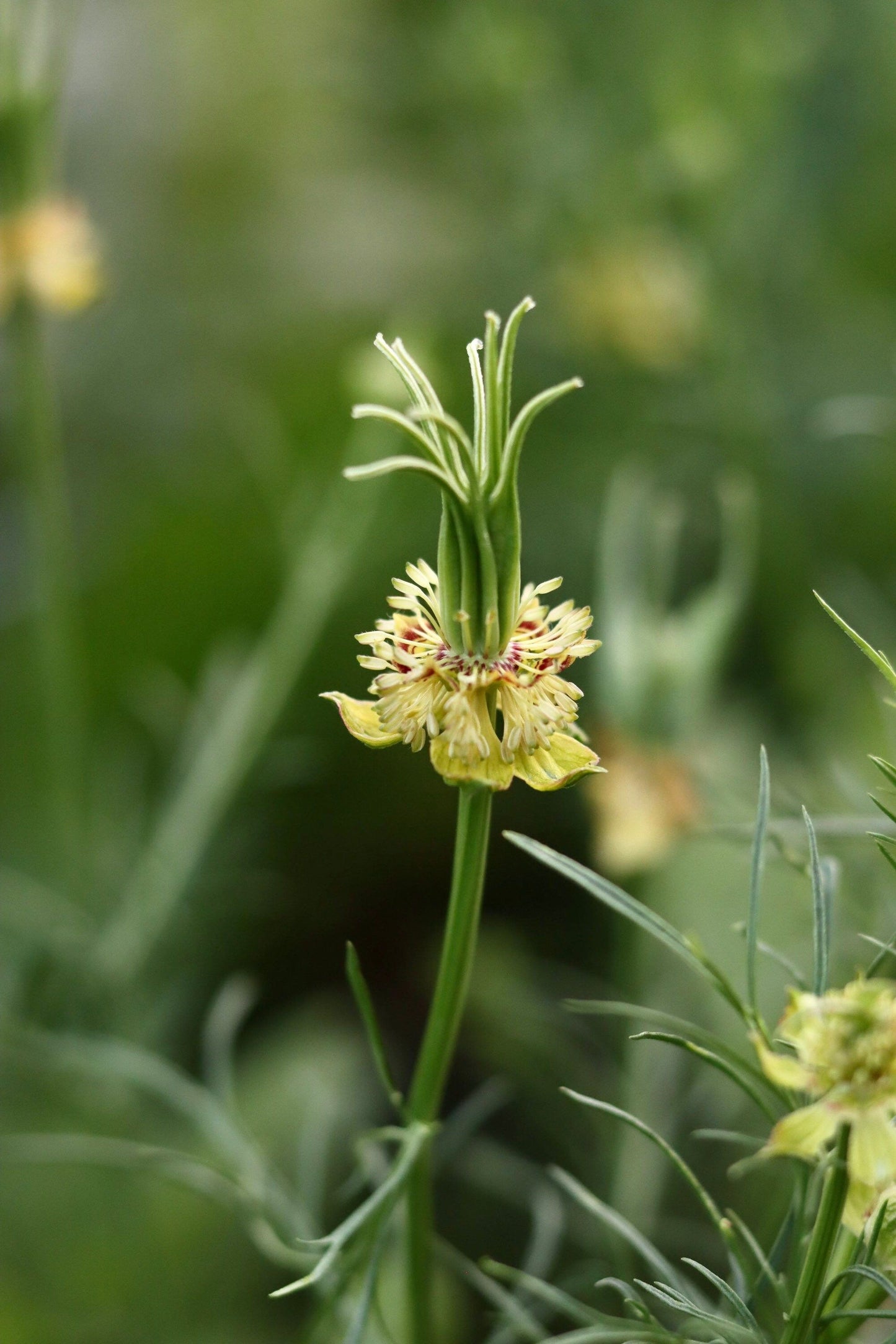 Orientalis Transformer Love-in-the-Mist ~ Spring Flowers ~ Spring Time ~ Bouquets ~ Fresh Flowers ~ Annuals