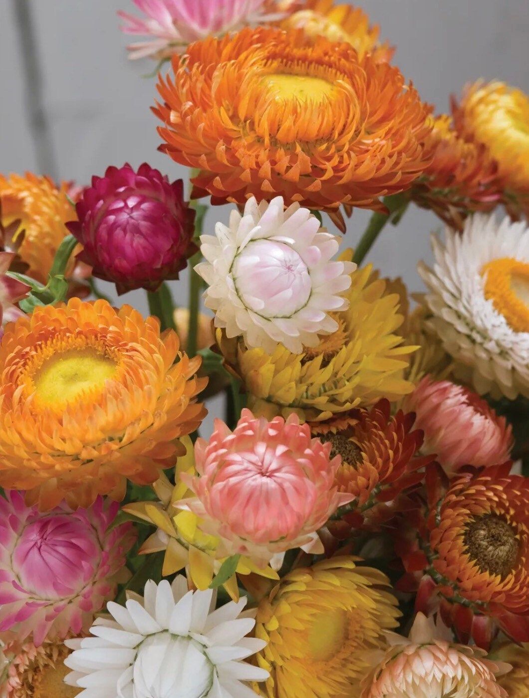 Mixed Helichysum Strawflower Seeds ~ Xerochrysum Bracteatum Plants ~ Garden ~ Grow Your Own ~ Spring Flowers ~ Instead of Flowers ~ Flowers