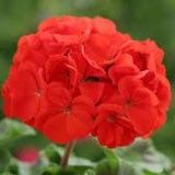 Scarlet Geranium Zonale Seeds ~ Garden ~ Grow Your Own ~ Spring Flowers ~ Instead of Flowers ~ Flowers