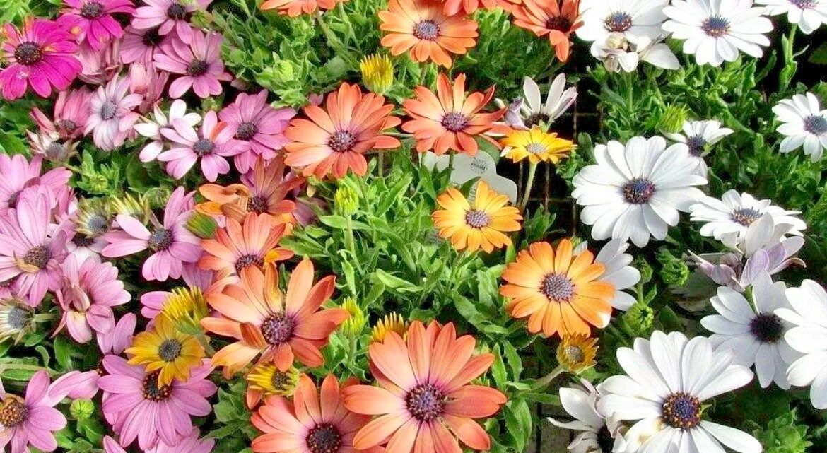 African Daisy “Cineraria Mix” Flower Seeds ~ Cape Marigold