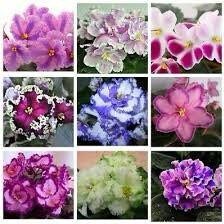 Mixed Fancy African Violet Seeds ~ House Plants ~ Christmas Presents ~ Holiday Gifts ~ Stocking Stuffers