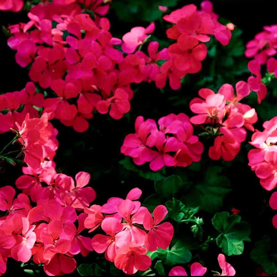 Fuchsia Ivy Leaf Geranium (Pelargonium X Peltatum Summer Showers) Seeds ~ Spring Flowers ~ Easy Care ~ Flowers ~ Bouquets ~ Spring