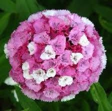 Dwarf Wee Willie Seeds ~ Sweet William ~ Dianthus Barbatus ~ Mixed Colored Flower Seeds