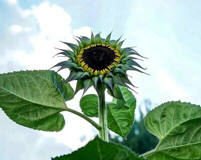 Purple Sunfill Sunflower Seeds ~ Pretty Flowers ~ Garden ~ Fall ~ Heirloom Seeds