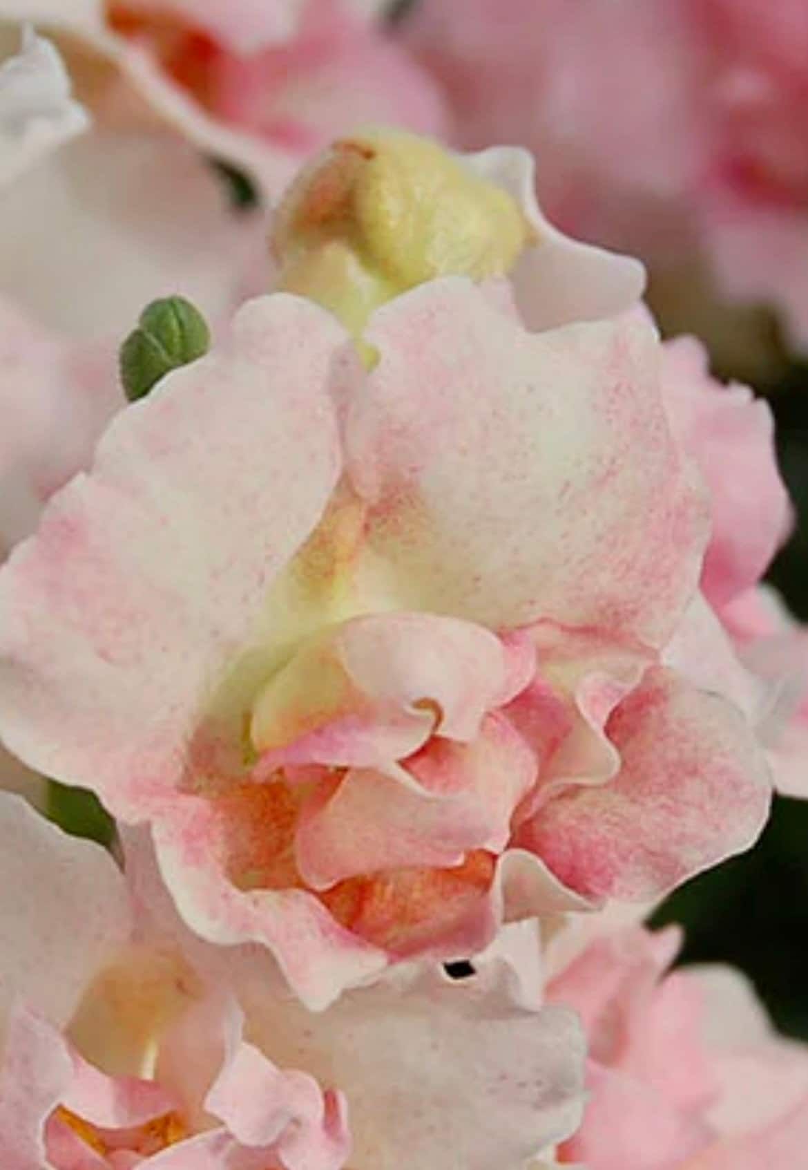 Snapdragon Appleblossom Seeds ~ Plants ~ Garden ~ Grow Your Own ~ Spring Flowers ~ Instead of Flowers ~ Grass