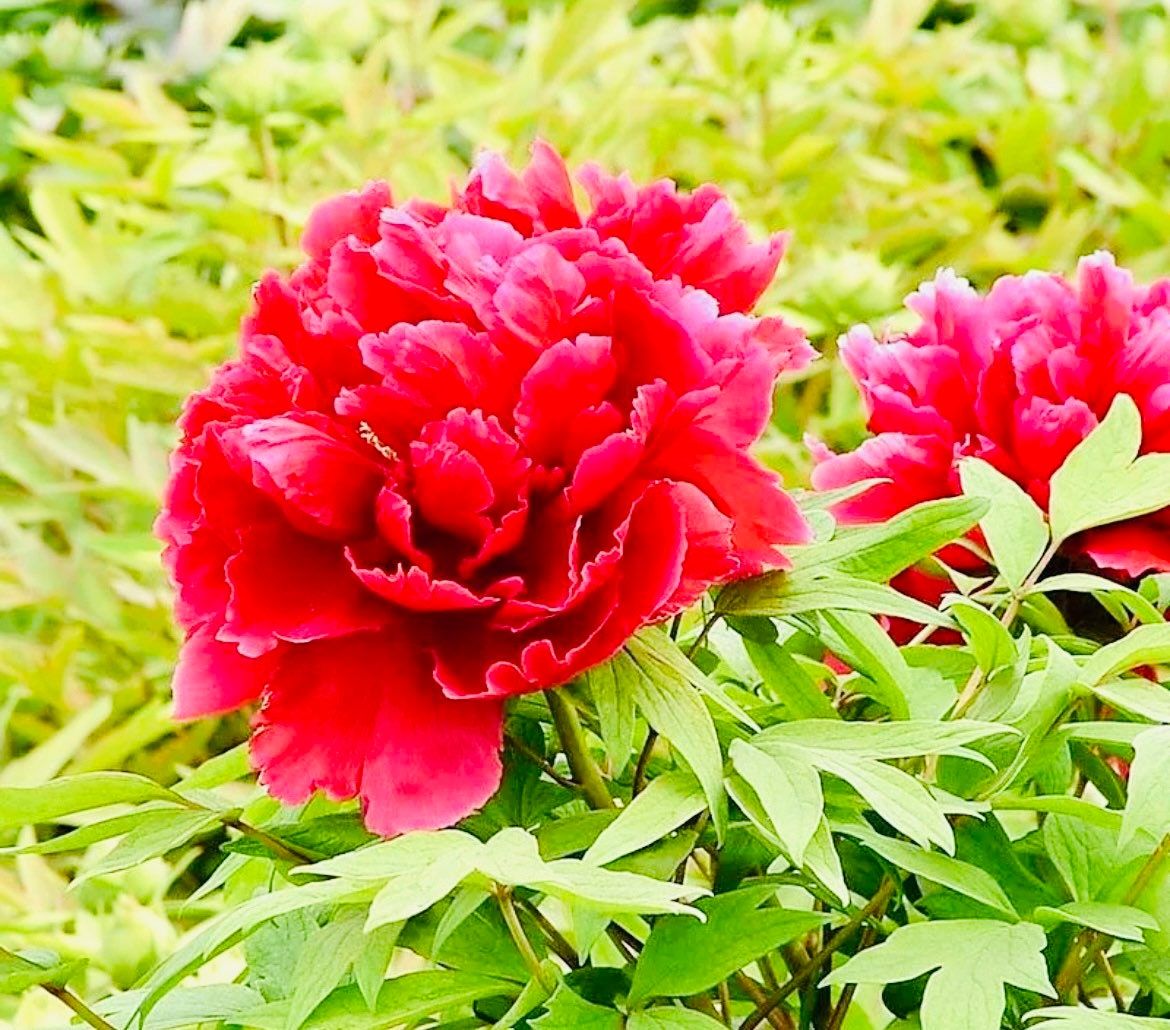 Mixed Colored Peony Flower Seeds ~ Mixed Colors Flowers ~ Cool Flowers ~ Rare ~ Heirloom Seeds