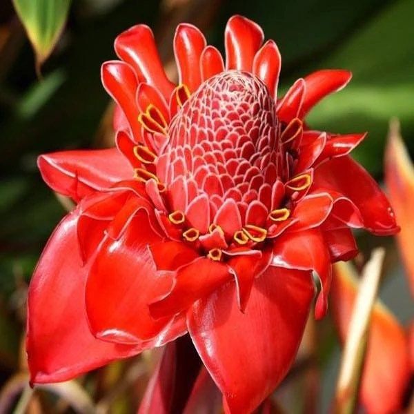 Torch Ginger Seeds ~ Etlingera Elatior ~ Plants ~ Garden ~ Grow Your Own ~ Spring Flowers ~ Instead of Flowers ~ Flowers