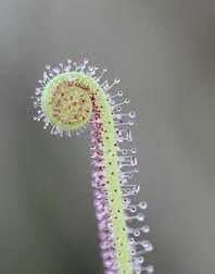 Drosera Filiformis Seeds ~ Sundew Drosera ~ Threadleaf Sundew ~ Insectivorous ~ Bug Eating ~ Cool plants ~ Easy to Grow ~ Houseplants