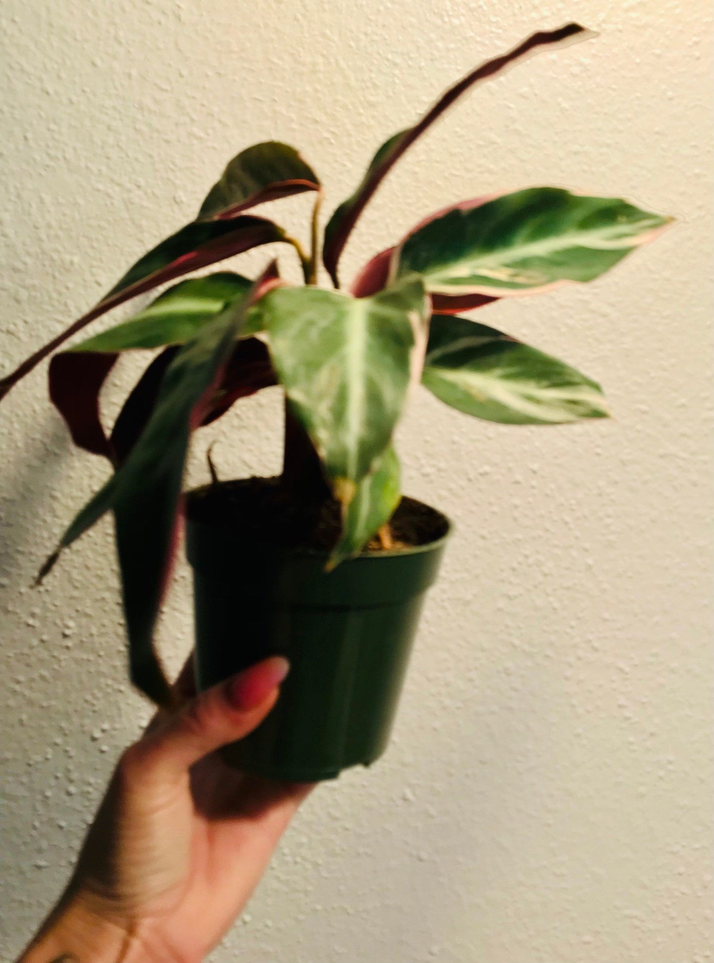 Tricolor Prayer Plant ~ Stromanthe Triostar ~ Easy to Grow House Plant