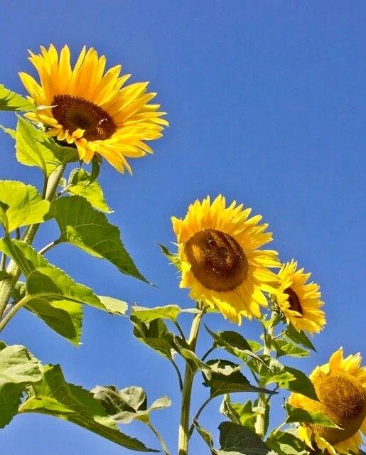 Perveredovik Sunflower Seeds ~ Fall ~ Heirloom Seeds ~ Autumn