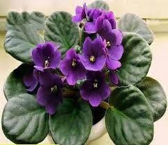 Mixed Fancy African Violet Seeds ~ House Plants ~ Christmas Presents ~ Holiday Gifts ~ Stocking Stuffers