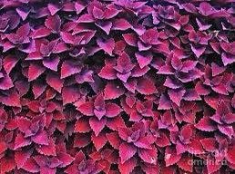 Black Dragon Coleus Seeds ~ Plants ~ Garden ~ Grow Your Own ~ Spring Flowers ~ Instead of Flowers ~ Flowers