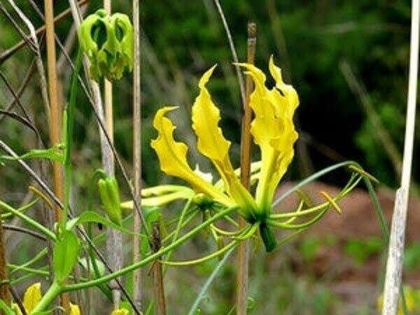 Gloriosa Lutea Seeds ~ Rare ~ Grow Your Own ~ Spring Flowers ~ Instead of Flowers ~ Presents