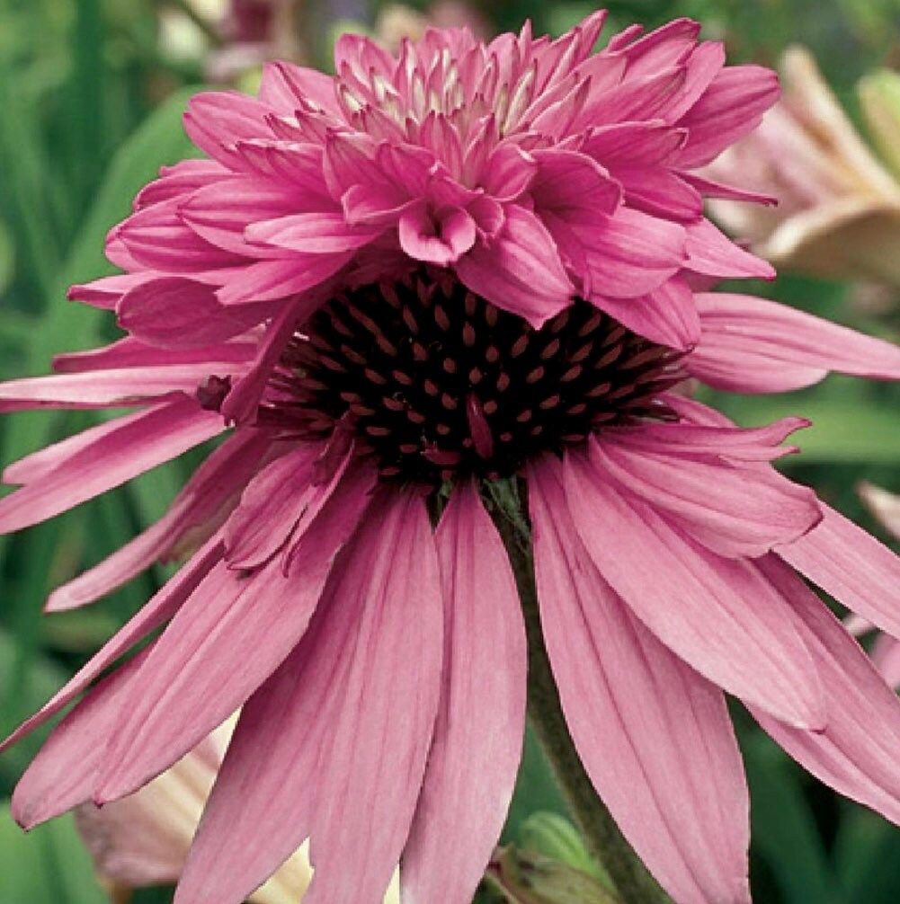 Doubledecker Purple Coneflower Echinacea Seeds ~ Echinacea Purpurea Doubledecker ~ Grow Your Own ~ Spring ~ Pretty Flowers