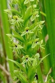 Habenaria Repens Seeds ~ Water-Spider Orchid ~ Orchids ~ Exotic ~ Pretty Flowers ~ Different ~ Orchid