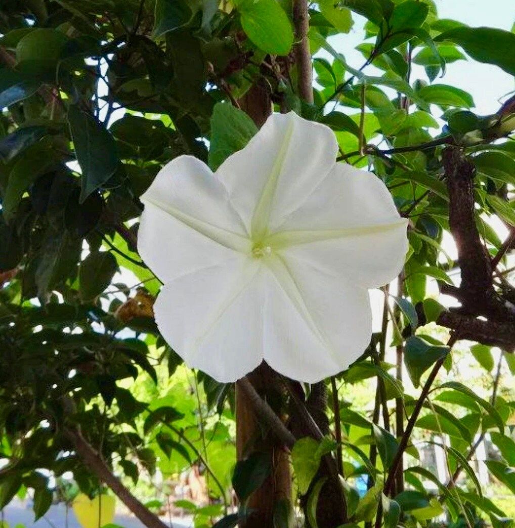 White Moon Vine Seeds ~ Moonflower ~ Ipomoea Alba ~ Tropical White ~ Morning Glory ~ Flowers ~ Pretty ~ Giant White Moonflower