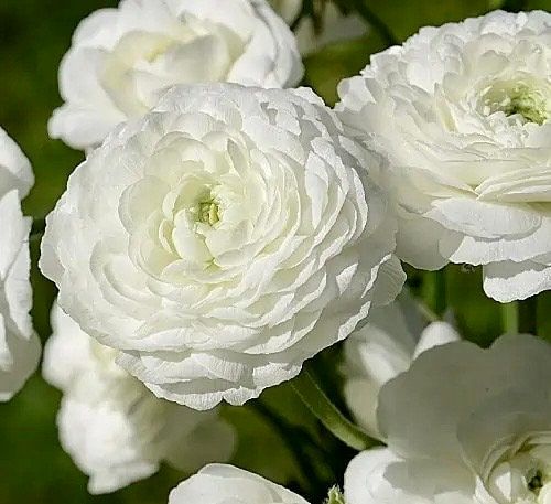 White Double Ranunculus Seeds ~ Wedding Bouquet ~ Flowers ~ Heirloom ~ Fragrance ~ Spring ~ Bouquets for Weddings