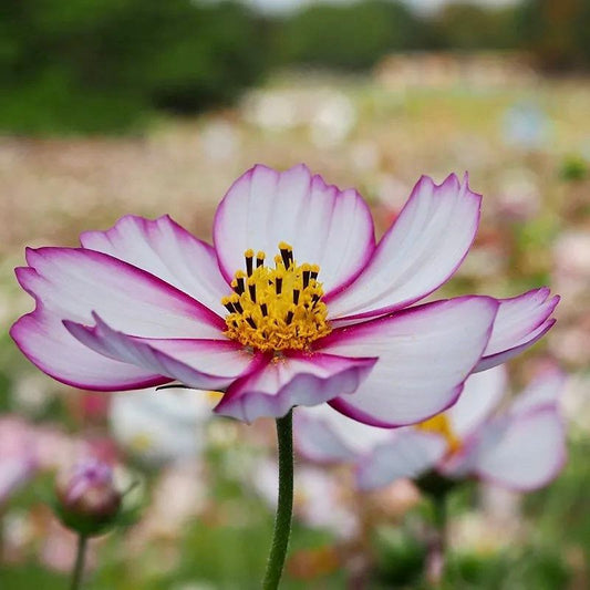 Picotee Cosmos Seeds ~ Cosmos ~ Cool Flowers ~ Grow Your Own ~ Butterflies ~ Bees ~ Annual ~ Summer ~ Spring ~ Bouquets