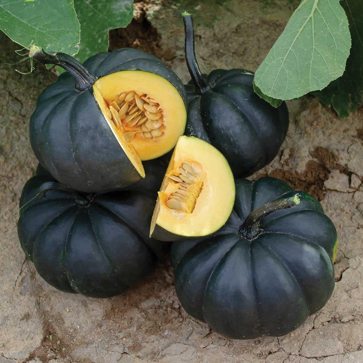 Black Bebe Pumpkin Seeds ~ Grow Your Own ~ Autumn ~ Halloween ~ Fairytale ~ Decorations~ Gothic