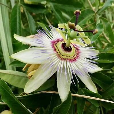 Variety of Passiflora Seeds ~ Passionflower ~ Maypop ~ Passion Fruit Flower ~