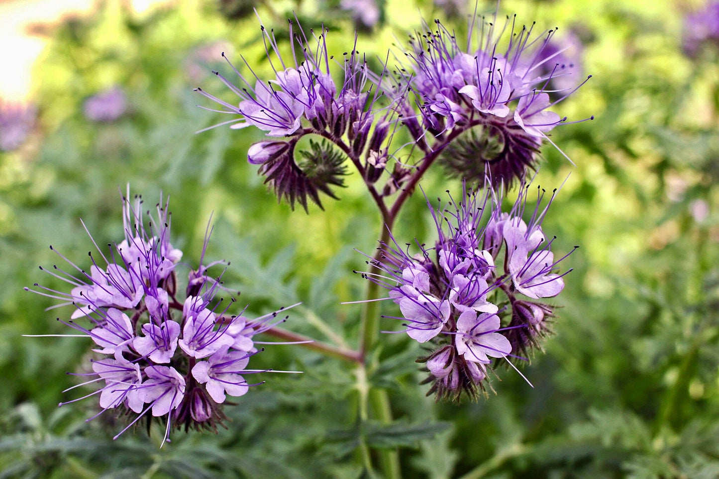 Phacelia Lacy Tanacetifolia Seeds ~ Facelia Garden ~ Wildflowers ~ Pretty Flowers ~ Garden ~ Gardening